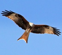 Red Kite Feeding Station